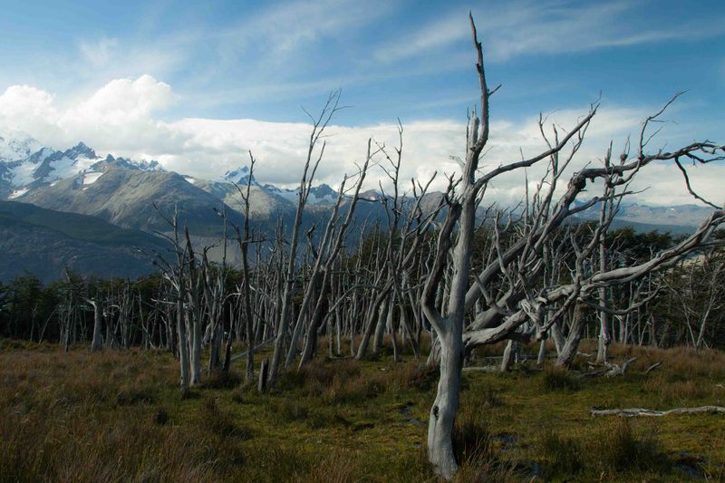 Archivo:Sendero glaciar O'higgins.jpg