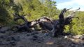 Miniatura de la versión del 15:05 5 mar 2018