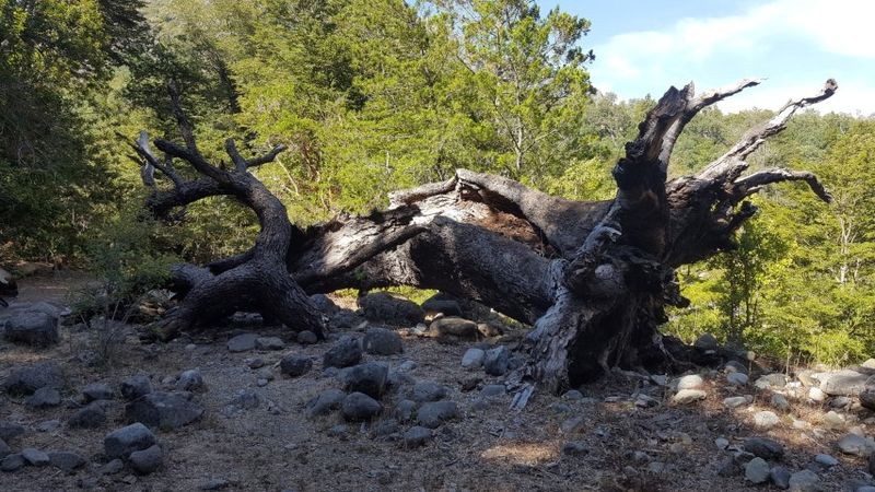 Archivo:Ach6.jpg