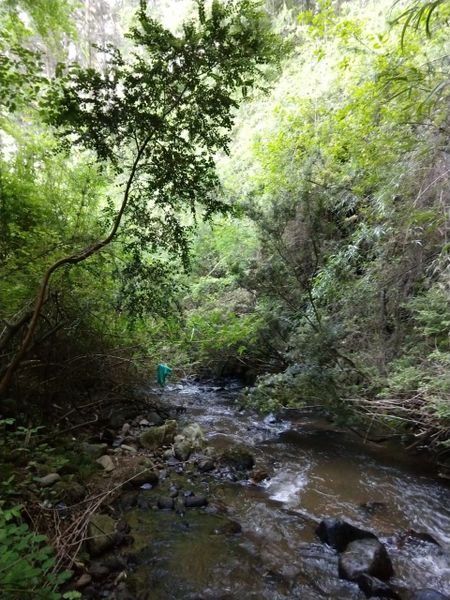 Archivo:Queules de penco 12 (5).jpeg