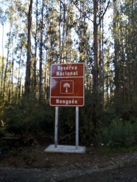 Archivo:Queules hualqui.JPG (14).jpg