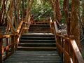 1 camino Angostura – Bosque de arrayanes 123123.jpg