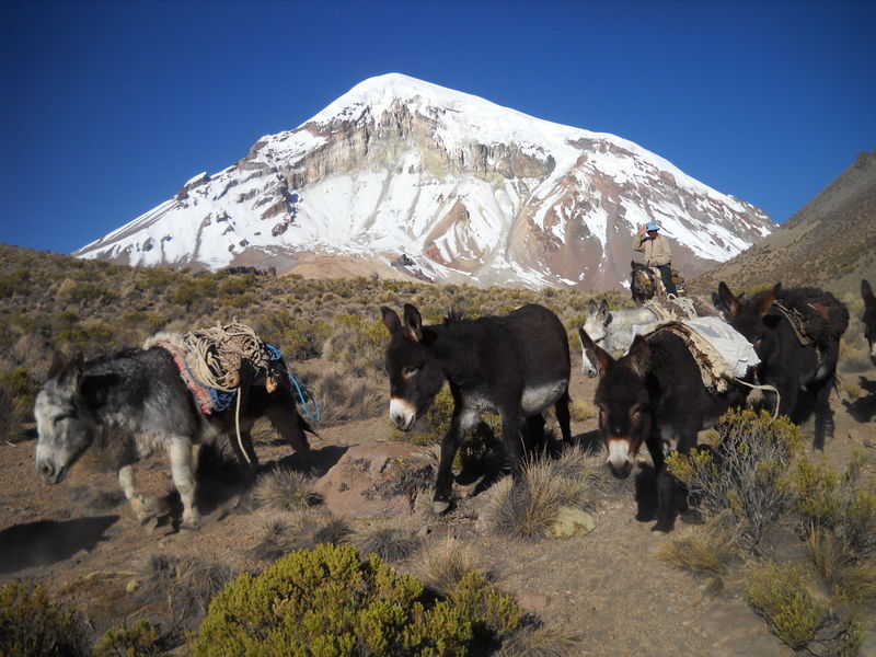 Archivo:Arriero en el volcán Sajama.jpeg