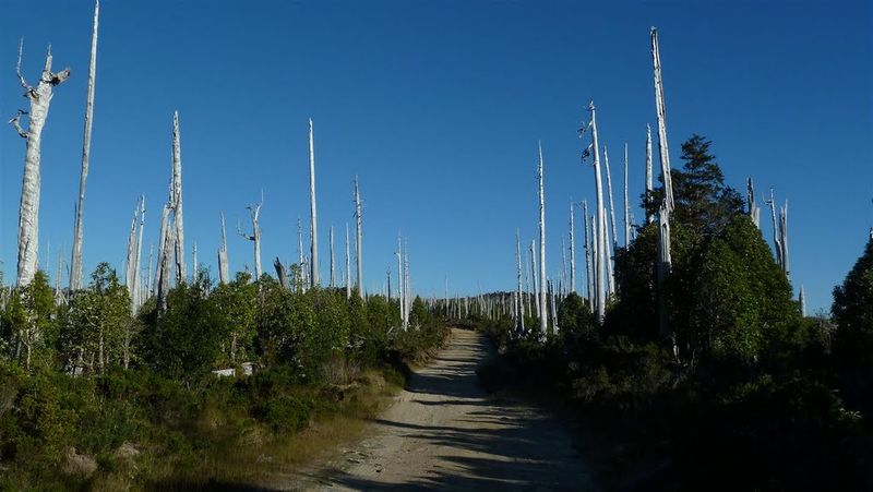Archivo:Reserva costera valdiviana (11).jpg
