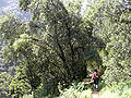 Bosque salto apoquindo.jpg