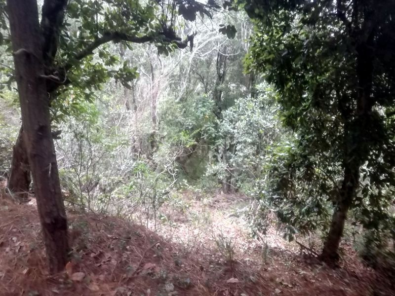 Archivo:Cerro neuque (2).jpg