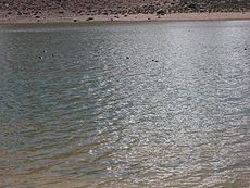 Fauna laguna.jpg