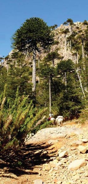 Archivo:Cordillera-Pemehue-tramo1-b.jpg