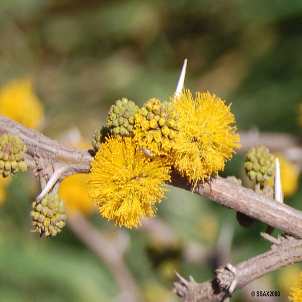 Archivo:Flor-de-espino.jpg