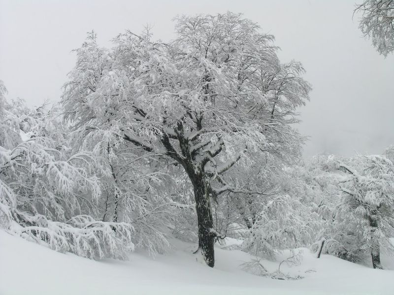 Archivo:Arboles en el camino 978119.jpg