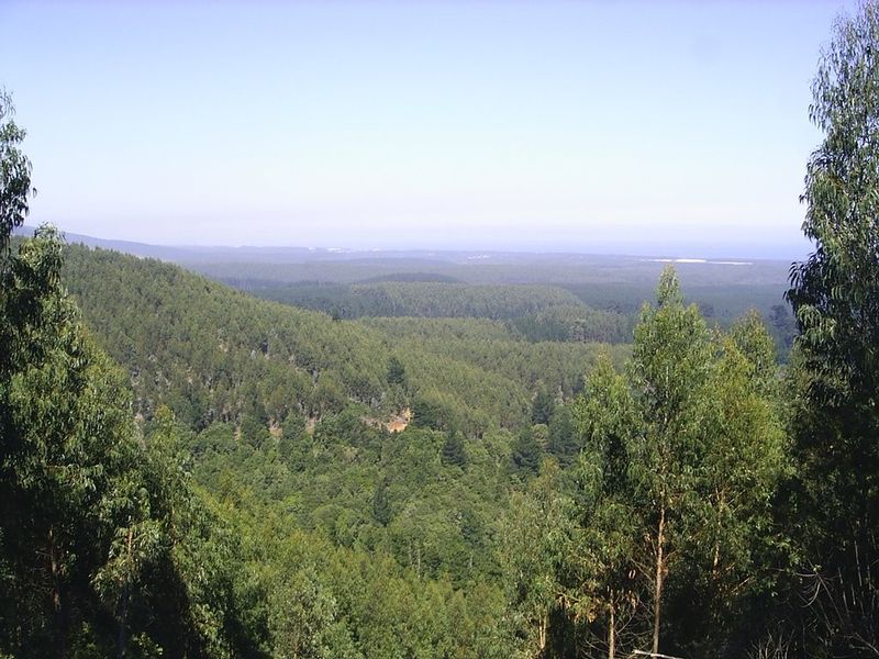 Archivo:Fundo pinares (7).jpg