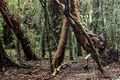 Arayanes camino Laguna Hermosa.jpg