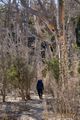 Bosque Fantasma Lago Totoral.jpg