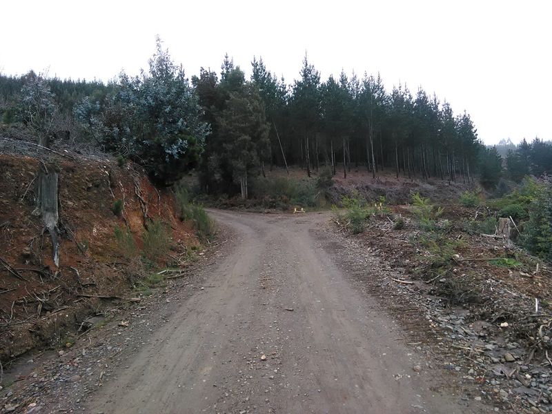 Archivo:Fundo pinares (4).jpg