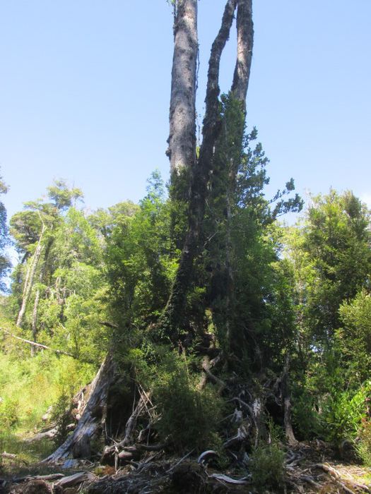 Volcan Hornopiren (8).JPG